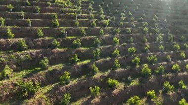 Avokado bahçelerinin huzur veren güzelliğini keşfedin. Sinema robotumuz Güney Türkiye 'nin dalgalı tepelerini keşfedip bahçelere ve teraslara yerleştirilmiş otantik küçük evleri yakalıyor.