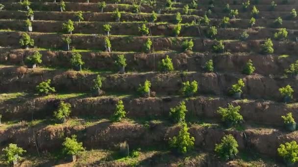 우리의 언덕에 아름다운 아보카도 포착하고 진품있는 계단식 아보카도 나무들의 아름다움을 — 비디오