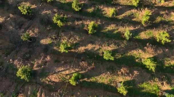 丘の上の地形と本物の家の中に位置する段々畑のアボカドの木の美しさを示す私たちの映画の無人機として 息をのむような風景に魅了される準備 — ストック動画