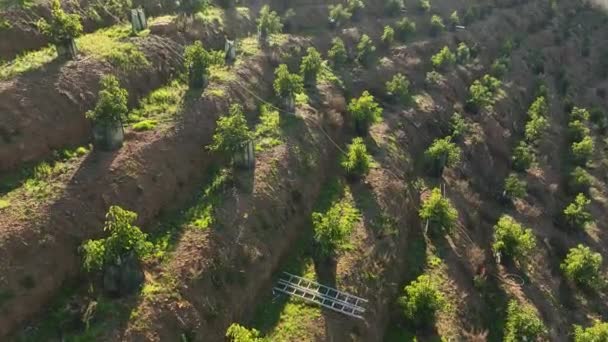 Mergulhe Paisagens Agrícolas Encantadoras Pois Nosso Drone Cinematográfico Oferece Uma — Vídeo de Stock