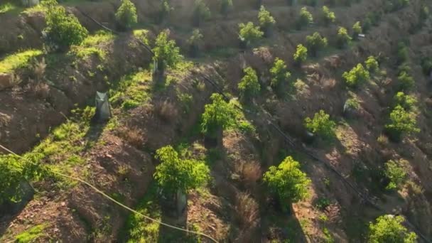 Ervaar Organische Schoonheid Als Onze Filmische Drone Begint Aan Een — Stockvideo