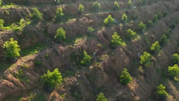우리의 영화적 아보카도 과수원을 탐험하고 목가적 조화롭게 계단식 아보카도 가운데 — 비디오