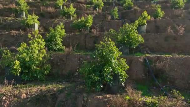 私たちの映画のドローンは山の農場でアボカド畑の息をのむような空中映像をキャプチャし 小さな家とテラスの調和のとれたブレンドを紹介するので 収穫シンフォニーを体験してください — ストック動画