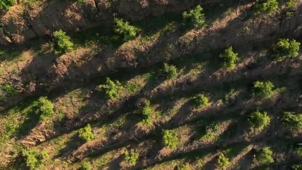 私たちの映画のドローンが丘の上のアボカド果樹園を旅し 小さな家の本質とテラスアボカドの自然の美しさをキャプチャするので 有機的なオアシスを探索してください — ストック動画