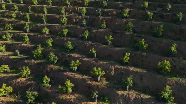 Scufundați Frumusețea Terasată Deoarece Drona Noastră Cinematografică Dezvăluie Splendoarea Plantațiilor — Videoclip de stoc