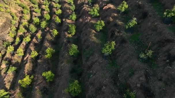 Kraina Czarów Awokado Cinematic Drones Nagranie Lotnicze Lush Farms Hilly — Wideo stockowe