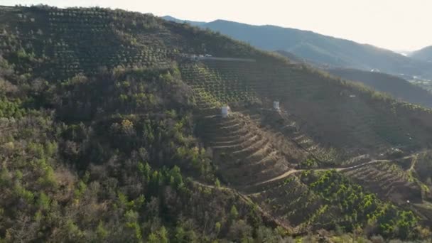 私たちの映画のドローンがトルコ南部の豊かなアボカド農場を探索するように 丘の上の避難所を体験してください 小さな本物の家に驚嘆し 細心の注意を払ってアボカドの木をテラス — ストック動画