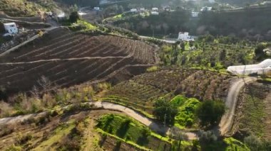 Sinematik dronumuz taze avokado bahçelerine eşsiz bir perspektif sunarken genç vahaya adım atın. İyi bakılmış olanları keşfet.