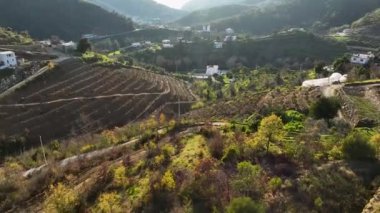 Genç avokado tarlalarının ferahlatıcı yeşiliyle şımarın. Sinematik dronumuz onların güzelliklerini yakalıyor. Kendinizi canlı ve bakımlı bahçe atmosferine daldırın..