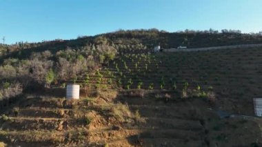 Sinema robotumuz dağ manzarası ve taze avokado bahçeleri için eşsiz bir perspektif sunarken kendinizi uyumlu bir manzaraya daldırın. Ormanın dinginliğini ve canlılığını keşfedin.