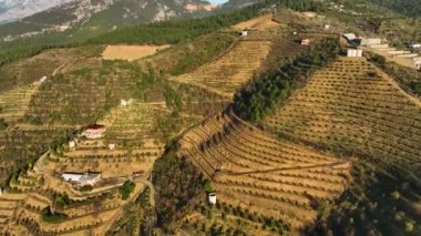 Deneyimli doğalar, sinematik dronumuzun çarpıcı bir dağ manzarasının ortasındaki çiftlik evlerinin güzelliğini sergilediği gibi barınır. Seraların, terasların ve gelişen avokado ağaçlarının cazibesini yakalayın.