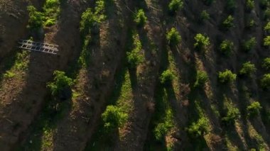 Sinematik dronumuz çiftlik evlerinin ve avokado bahçelerinin cazibesini yakalarken Dağ Haşmetleri 'nde bir yolculuğa çıkın. Nefes kesen manzaraları keşfedin, seralar sera ve bakımlı