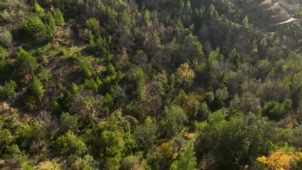 Odkryj Zieloną Przystań Ponieważ Nasz Filmowy Dron Zapewnia Zachwycający Widok — Wideo stockowe