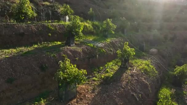 Obserwujcie Rosnące Piękno Plantacji Awokado Gdy Nasz Dron Filmowy Rejestruje — Wideo stockowe