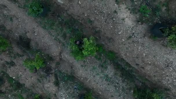 Revele Beleza Dos Campos Florescentes Enquanto Nosso Drone Cinematográfico Revela — Vídeo de Stock