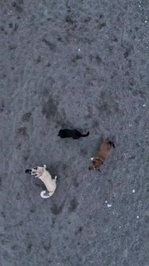 Akdeniz 'in canlı renklerini vurgulayarak, bir dronu kovalayan köpeklerin eşliğinde sahilde yürüyen evcil hayvanların keyfini yaşayın.