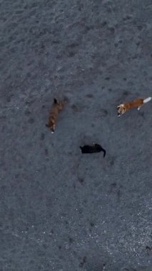 Akdeniz 'in büyüleyici renklerini gözler önüne seren köpeklerin, sahildeki evcil hayvanlarının eğlenceli maskaralıklarından keyif alın.