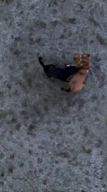 Akdeniz 'in çarpıcı renklerini gözler önüne seren bir dronu kovalayan köpeklerle birlikte sahildeki evcil hayvanların dinamik görüntülerini izleyin.