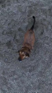 Akdeniz 'in çarpıcı zeminine karşı köpekler bir dronu neşeyle kovalarken sahilde yürüyen sevimli evcil hayvan anlarını yakalayın..