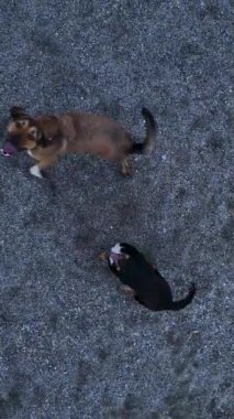 Evcil hayvanlar ve köpekler Akdeniz kıyısı boyunca bir dronu kovalarken sahil Paw-rade İzleme. Hayvanlar için heyecan verici bir yolculuk..