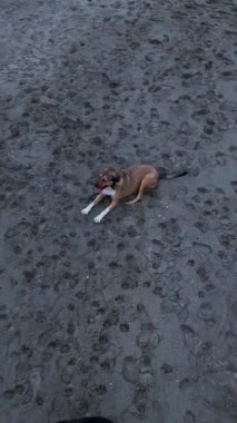 Dikey video: Pawsome Pursuit sahilde bir köpek yürüyüşündeki evcil hayvanlar gibi heyecan yaşıyor, Akdeniz 'de bir İHA yakalamaya çalışıyor.