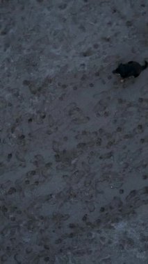 Dikey video: Kumsalda koşan köpeklerin Akdeniz 'de insansız hava aracını yakalamayı hedeflediği heyecan verici takibe katılın.