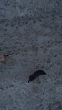 Sahilde yürüyen köpekleri izlerseniz beni yakalayın. İnsansız hava aracı yakalamaya çalışın. Akdeniz manzarasına heyecan katın..