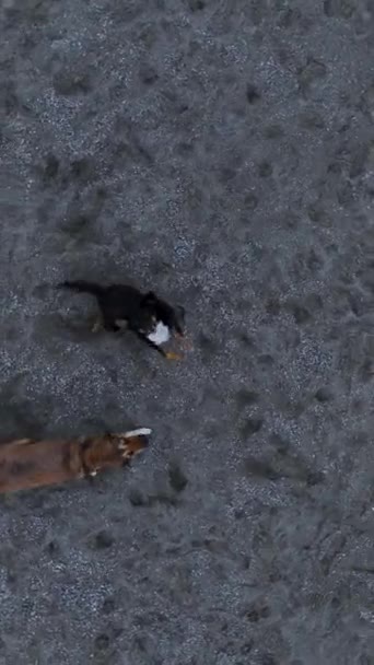 Fånga Energiska Ögonblick Husdjur Utforska Sandstranden Medan Hundar Jagar Drönare — Stockvideo