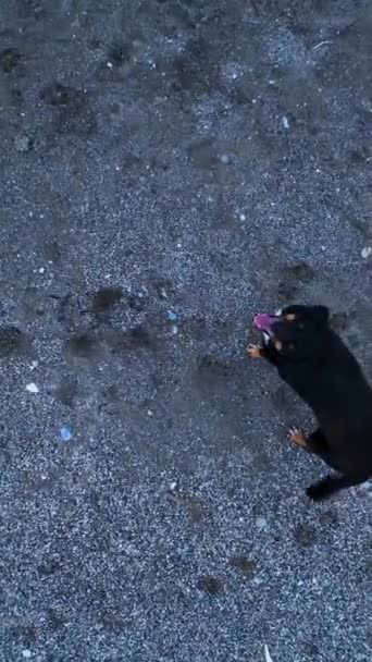 Tails Sea Csatlakozz Háziállatokhoz Kutyákhoz Egy Izgalmas Tengerparti Kalandon Kergess — Stock videók