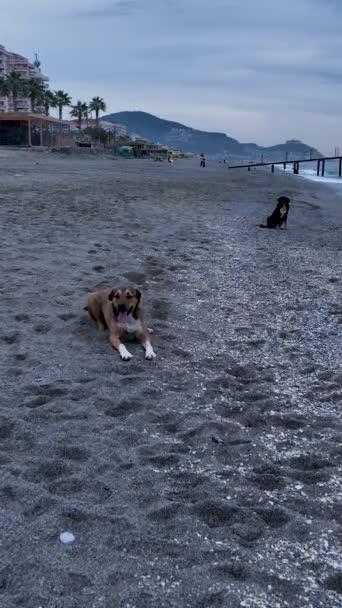 波とドローンを追いかける犬の散歩中のペットが地中海のビーチに沿ってドローンを追跡し 海岸線に興奮を追加します — ストック動画