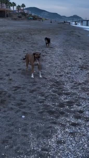 Kumsaldaki Köpek Yarışına Katılın Köpekler Kumsalda Koşup Akdeniz Bir Yakalamayı — Stok video
