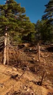 Bir dağ nehrinin dokusunu gösteren bu dikey videoyla doğal tuvalin güzelliğine tanık olun. Büyüleyici şablonlar ve akan suyun çarpıcı bir duvar kağıdı oluşturmasına izin verin.