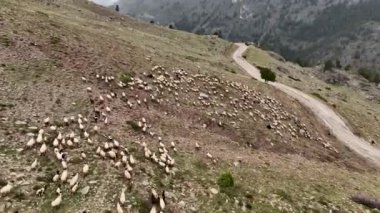 İnsansız hava aracının görkemli dağ manzarasını yakaladığı ender sinema anlarına dalıp dağların ortasında başıboş dolaşan bir koyun sürüsünü sergileyin..