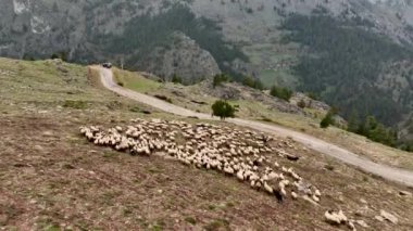 Unutulmaz bir keşfe çıkın. İnsansız hava aracı dağ manzarasının sinematik görüntülerini sağlıyor. Dağlarda otlayan koyunların huzurlu görüntülerini yakalıyor..