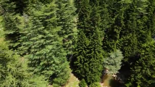 Опыт Воздушной Гармонии Дрон Захватывает Захватывающий Вид Тихий Весенний Лес — стоковое видео