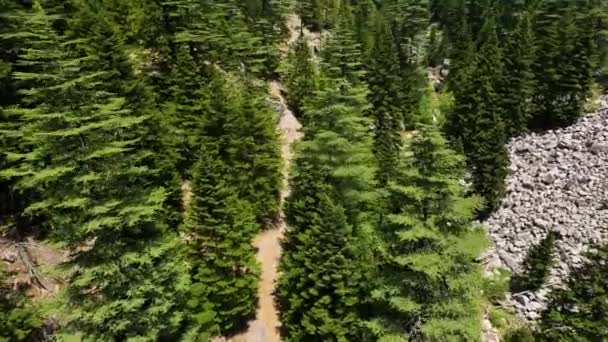 Contemplar Majestosa Natureza Selvagem Cima Como Drone Revela Beleza Floresta — Vídeo de Stock