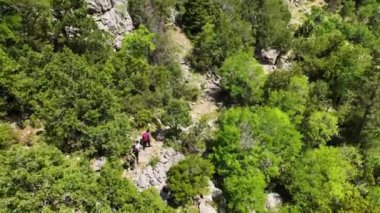 Dağ Sükuneti: Serene Peaks 'in Hava Bakış açısı ve Görkemli Dokularla Gelişen Bahar Ormanı