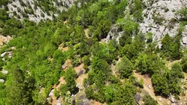 Sveve Toppen Turgåere Omfavne Vår Skogens Prakt Luftskue Som Skaper – stockvideo