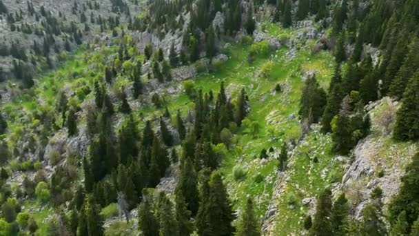 Bevittna Storheten Höga Bergstoppar Prydda Med Lummig Skog Början Våren — Stockvideo