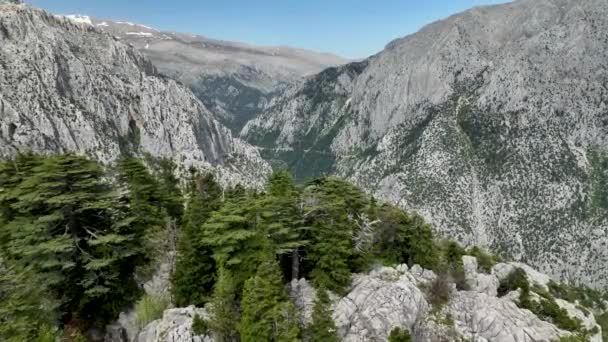 Відчуйте Чарівне Перетворення Величного Гірського Лісу Вибухає Новим Життям Яскравими — стокове відео