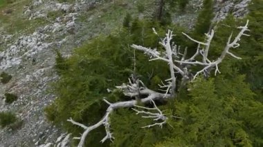 Büyülü bir yolculuğa çıkın ormanlı yollarda, dolambaçlı dağ yollarında, ve gökyüzünün sürekli değişen draması, hepsi hava sinemasında insansız hava aracı tarafından ele geçirildi..