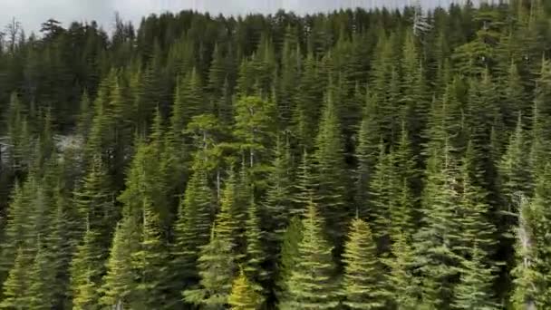 Погрузитесь Очаровательную Воздушную Перспективу Яркого Зеленого Альпийского Леса Удивляйтесь Снежным — стоковое видео