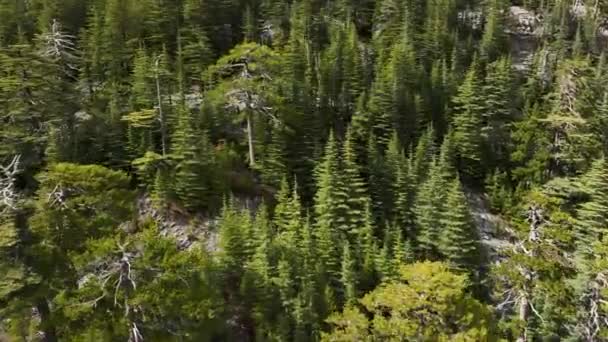 Zažijte Symfonii Přírody Když Jste Svědky Harmonické Kombinace Zeleného Lesa — Stock video
