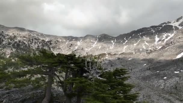 Опыт Пробуждения Дикой Природы Беспилотник Демонстрирует Захватывающий Вид Воздуха Лесных — стоковое видео