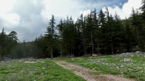 Testemunhe Beleza Tirar Fôlego Das Exuberantes Montanhas Verdes Sul Turquia — Vídeo de Stock