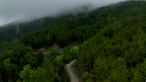 Испытайте Очарование Мистического Леса Дрон Захватывает Воздушный Вид Пышных Лесов — стоковое видео
