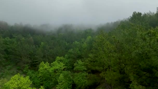 Обратите Внимание Захватывающие Последствия Дрон Захватывает Воздушный Вид Мистического Леса — стоковое видео