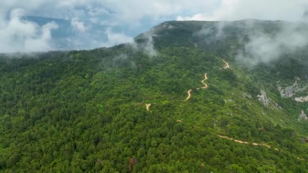 Опыт Природы Омоложения Дрон Обеспечивает Воздушный Вид Неизвестного Леса После — стоковое видео