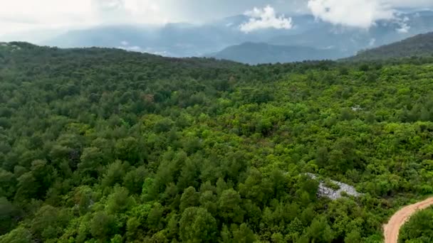 Zanurz Się Spokojnym Pięknie Zielonego Lasu Położonego Pasmie Górskim Widokiem — Wideo stockowe