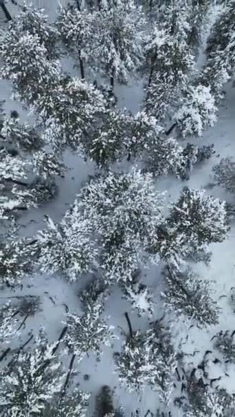 Vue Ciel Sur Les Montagnes Enneigées Forêt Hivernale Mystique Remplie — Video